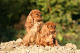 CAVALIER KING CHARLES 743